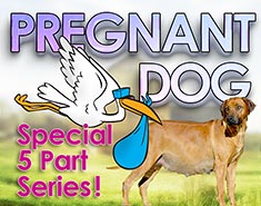 Dog Pregnancy Symptoms
