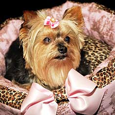 Yorkie in a stylish dog bed