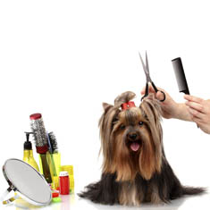 Dog being groomed