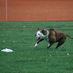 Lure Coursing