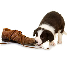 Puppy chewing