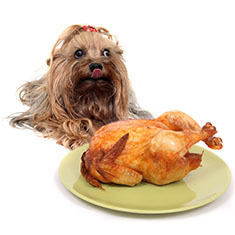 dog eyeing turkey