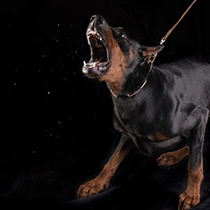 dog aggression