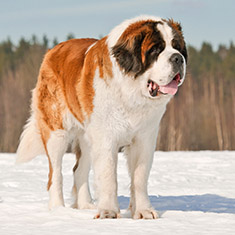 Saint Bernard