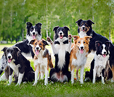 Group of Dogs at the Park