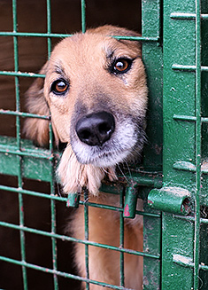 Shelter Dog Adoption Tips for Success