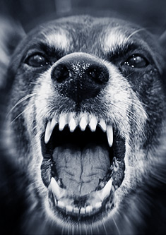 Dog getting ready to bite in a fight