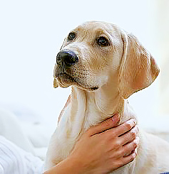 Puppy held by female hand